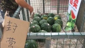 开封小伙吃瓜,一场别开生面的乡村美食之旅  第2张