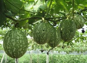 吃瓜受伤图片大全,图解常见瓜果安全食用指南  第1张