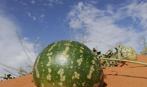 吃瓜能改变世界吗,揭秘吃瓜如何改变世界