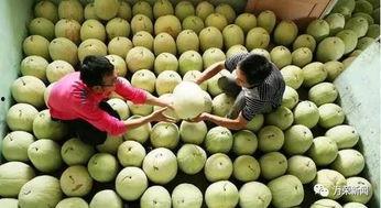 孕妇可以吃三白瓜