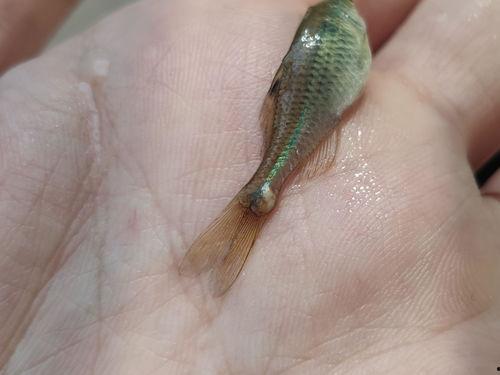 吃小瓜虫的虾,探寻吃小瓜虫虾的独特风味