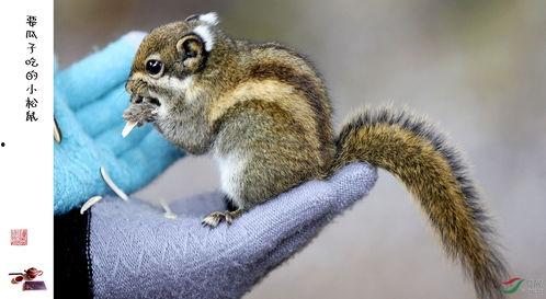 松鼠吃红瓜视频,红瓜盛宴大揭秘