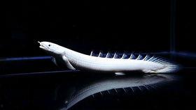 歪嘴龙王 吃瓜,揭秘宫廷八卦背后的真相