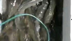 歪嘴龙王 吃瓜,揭秘宫廷八卦背后的真相  第2张