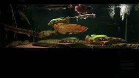 歪嘴龙王 吃瓜,揭秘宫廷八卦背后的真相  第3张