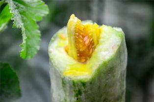 网红吃瓜盘点  第2张