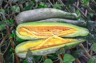 网红吃瓜盘点  第3张