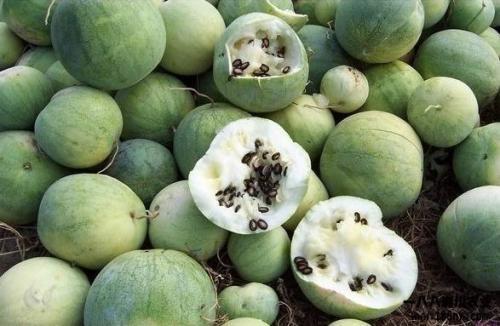 吃瓜最早的由来,探究“吃瓜”一词的起源与演变  第1张