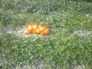 白兰瓜直接吃吗,可直接食用的美味佳果  第1张