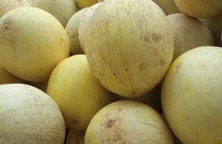 白兰瓜直接吃吗,可直接食用的美味佳果  第2张