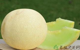 白兰瓜直接吃吗,可直接食用的美味佳果  第3张