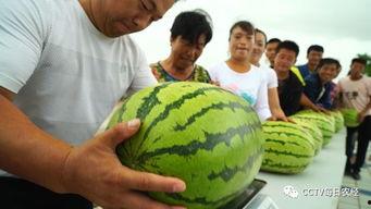 每日吃瓜比赛,瓜界风云，谁与争锋？  第2张