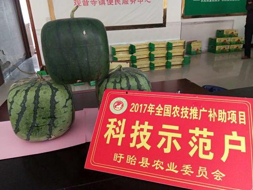 佛果瓜怎么吃  第2张