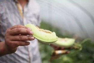 王庄镇吃瓜,瓜香四溢，共享夏日清凉时光  第1张