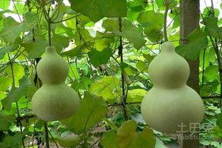 鸡肉和葫芦瓜可以吃吗,健康美味两不误  第3张