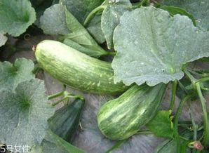 吃酥瓜长不长血糖,酥瓜食用与血糖生成关系探究  第3张