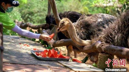 动植物园吃瓜,动植物园里的夏日瓜果盛宴