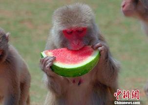 动植物园吃瓜,动植物园里的夏日瓜果盛宴  第2张