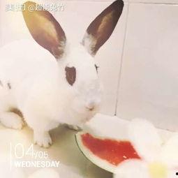 兔子头像吃瓜  第1张