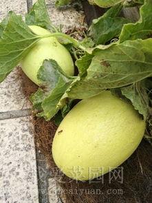 大学喜欢吃瓜,揭秘大学生们的“吃瓜”生活