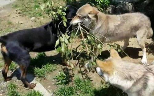 恶犬吃瓜怎么吃,解锁独特美味新姿势  第1张
